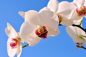 世界排球联赛：拦网与发球联动创造得分机会，排球比赛拦网