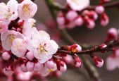 2026 冬季滑雪防损伤全攻略：针对不同坡度的滑行重心调整。，滑雪角度
